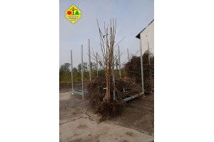 Wykopywanie drzewek owocowych w szkółce Grzegorza Sękowskiego