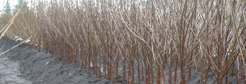 Kwalifikacja drzewek owocowych w 2012 roku – wiśnie 