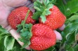 Efektywność rozmnażania truskawki w szkółce ekologicznej 
