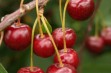 Łutówka – najpopularniejsza odmiana wiśni 
