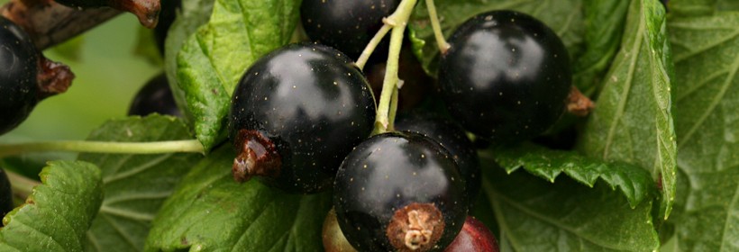 Kwalifikacja krzewów jagodowych w 2013 roku - Porzeczka czarna