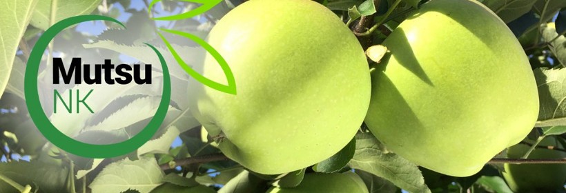 Mutsu NK i Golden Dream – odmiany jabłoni o zielonej skórce