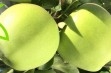 Mutsu NK i Golden Dream – odmiany jabłoni o zielonej skórce