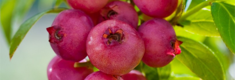 Pink Lemonade – odmiana borówki o różowych owocach