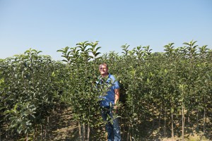 Drzewka owocowe - jabłonie - 2 letnie - Gospodarstwo szkółkarskie - Jan Kozerski