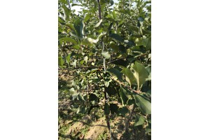Drzewka owocowe - jabłonie - 2 letnie - Gospodarstwo szkółkarskie - Jan Kozerski