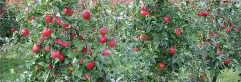Polska odmiana jabłoni – Ligolina