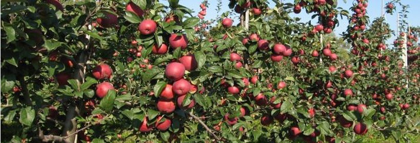 Deserowa odmiana jabłoni – Free Redstar