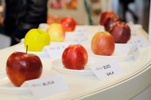 AJAPPLE - odmiany jabłoni