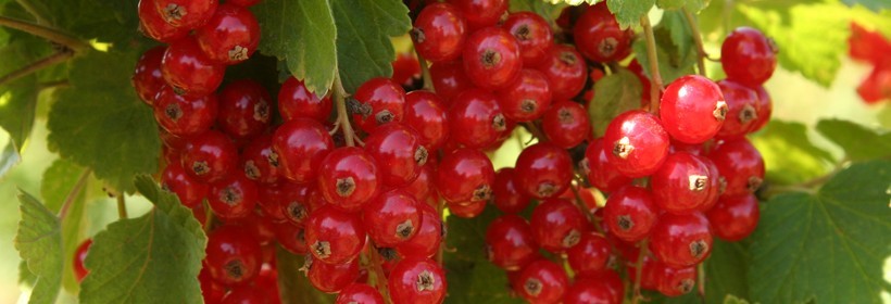 Rolan - porzeczka czerwona o wysokiej jakości owocach