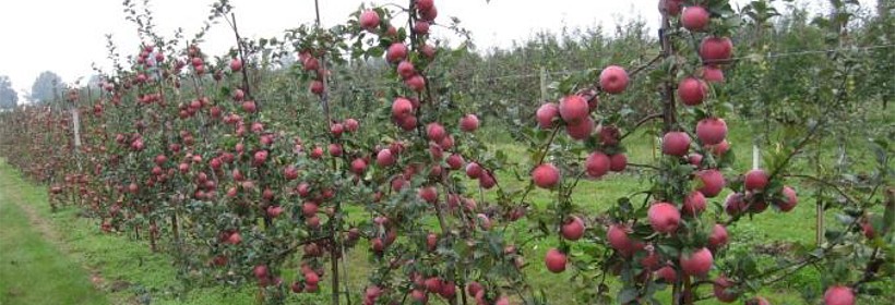 Melfree – deserowa odmiana jabłoni o dobrych walorach przechowalniczych