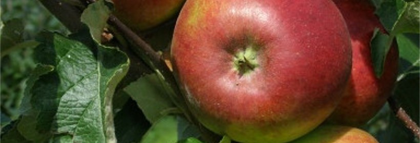Hana – odmiana jabłoni przydatna do uprawy ekologicznej