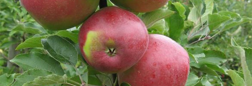 Ligol Redspur – cenna odmiana jabłoni do uprawy towarowej