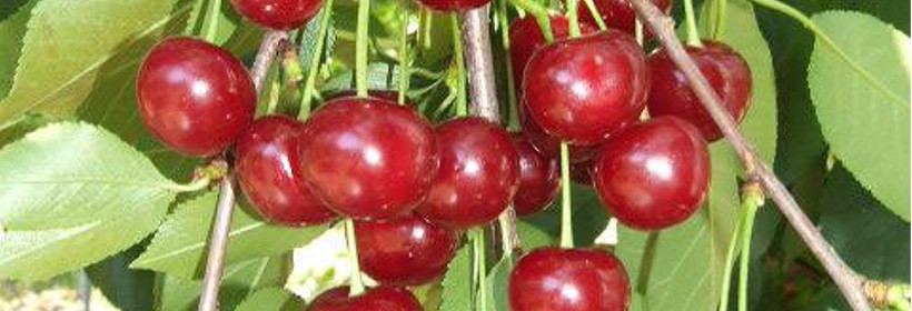 Wróble – odmiana wiśni przydatna do uprawy towarowej