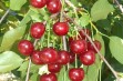 Wróble – odmiana wiśni przydatna do uprawy towarowej