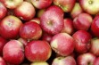 Alwa – polska odmiana jabłoni o dużej odporności na mróz