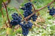 Przerobowa odmiana winorośli na czerwone wino z posmakiem porzeczek