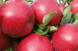Najdared – polska, obficie owocująca odmiana jabłoni