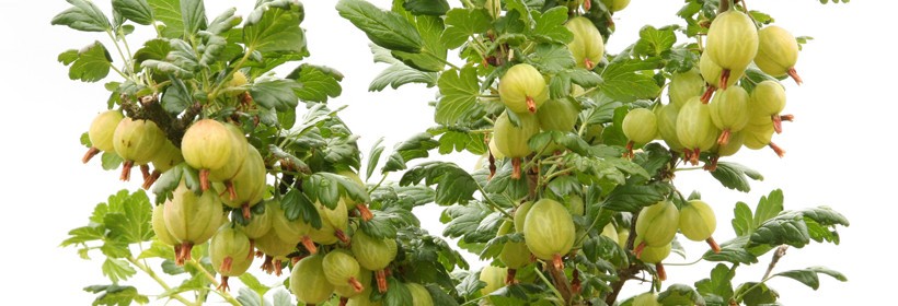 Krzewy jagodowe - 30 tydzień 2017 roku