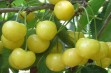 Dönissena Żółta – odmiana czereśni o żółtych owocach