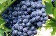 Bolero – przerobowa odmiana winorośli na czerwone wino