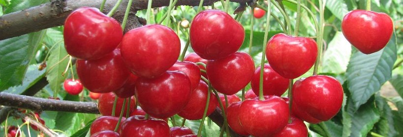 Karesova – odmiana czereśni o owocach mało podatnych na pękanie