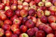 Cortland Wicki –  odmiana jabłoni o kruchych i soczystych owocach