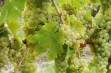Biona – odmiana winorośli na białe wino wysokiej jakości