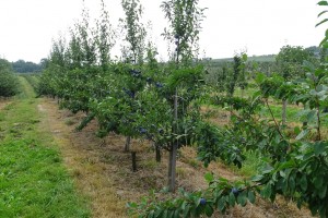 W okresie pełnego owocowania drzew, plon może przekroczyć 30 kg, owoców wysokiej jakości.