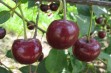 Nefris – odmiana wiśni o aromatycznych i soczystych owocach