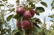 Paulared – jabłoń o efektownych, smacznych owocach