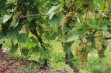 Jutrzenka – odmiana winorośli do aromatyzowania win