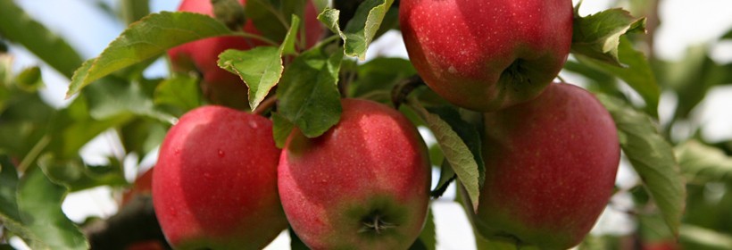 Gala Must® – obficie owocująca odmiana jabłoni
