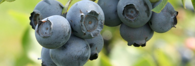 Bluejay – borówka o owocach odpornych na pękanie