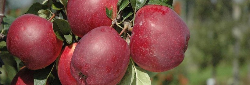 Free Redstar – wczesnozimowa, deserowa odmiana jabłoni