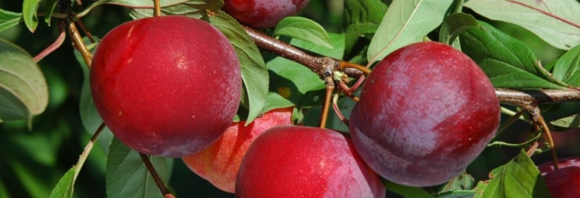 Vanier – japońska odmiana śliwy o kolorowych owocach