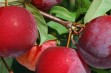 Vanier – japońska odmiana śliwy o kolorowych owocach