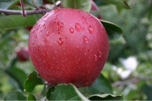 Odmiana jabłoni - Red Jonaprince Wilton's Star - Select®