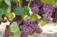 Freiminer – odmiana winorośli na białe wino wysokiej jakości