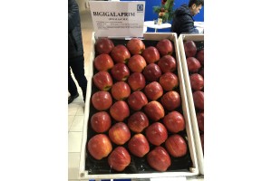 Grupa Qualival Sp. z o.o. [Szkółka Jankowski & Syn] - odmiany jabłoni
