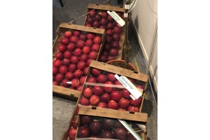 Huber-Brugger Nursery (Włochy) - odmiany jabłoni