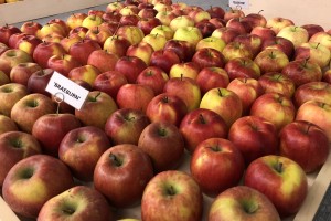 Instytutu Ogrodnictwa w Skierniewicach - odmiany jabłoni