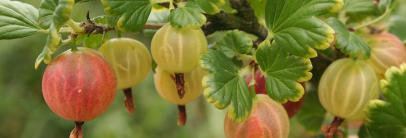 Hinnonmaki Rot – odmiana agrestu o wybitnie deserowych owocach