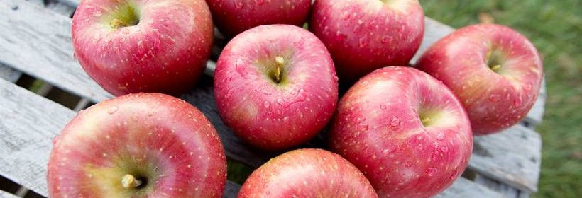 EverCrisp® - nowa amerykańska odmiana jabłoni
