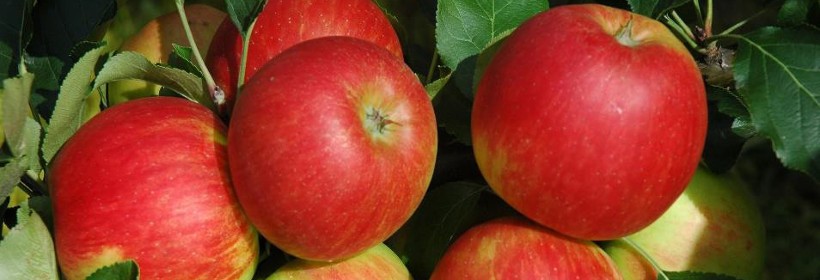 Delela – letnia, deserowa odmiana jabłoni
