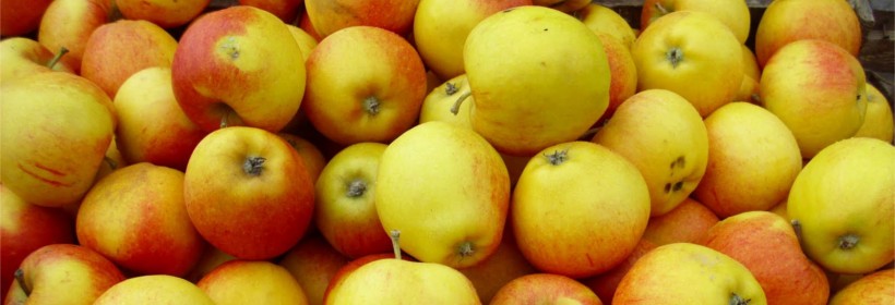 Koksa Pomarańczowa –  jedna z najsmaczniejszych odmian jabłoni