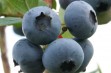 Brigitta Blue  - niezwykle cenna odmiana borówki