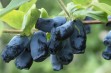 Blue Treasure –  nowa odmiana jagody kamczackiej