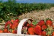 20 odmian truskawek na miejskich bulwarach w Korycinie