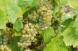 Saphira – odmiana winorośli na wysokiej jakości białe wino